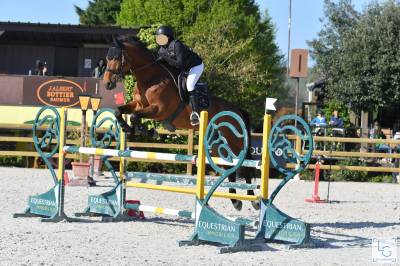 À VENDRE -sBs CHEVAL DE SPORT BELGE- HOUDINI DE VIRTON