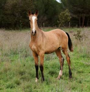 Pouliche lusitanien psl isabelle 