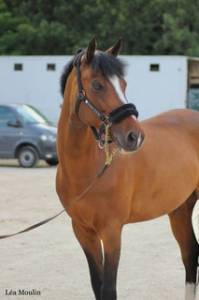 Gelding Origin Recorded For sale 2010 Bay