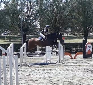 Top jument poulinière, concours complet et jumping