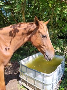 Musa pouliche de 2 ans onc selle français 