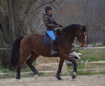 Hongre de dressage kwpn