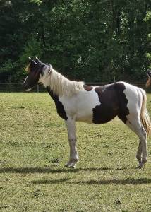 Pouliche pp paint horse