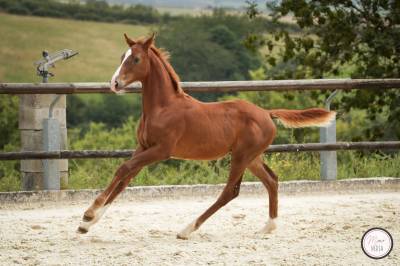 Pouliche sf très bon pedigree 