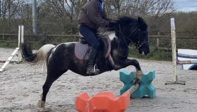 Lot 2 poney c 