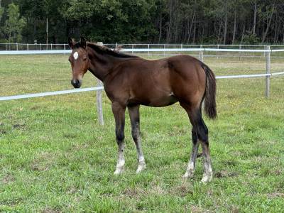 Foal mâle conte bellini x socrate de chivre 