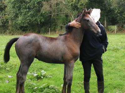 Poulain mâle par cap kennedy bois margot