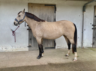 Ponette pfs de 7 ans à louer