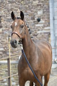 Mare German Riding Pony, Deutsches Reitpony For sale 2015 Bay