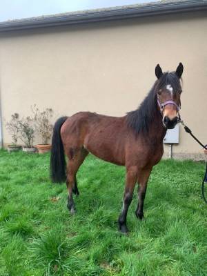 A vendre poney connemara femelle de trois ans