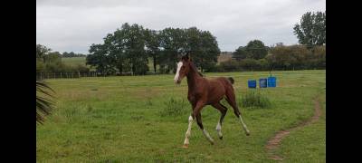 Foal mâle par dollar du rouet x santander h 