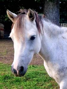 Vendre ponette pleine welsh mountain pony