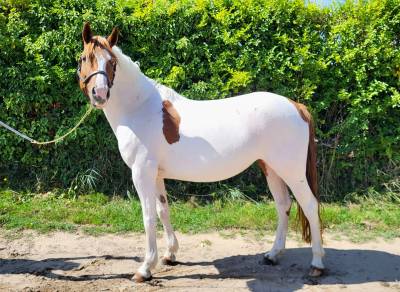 Poney francais de selle