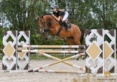 Mare Swedish Warmblood For sale 2019 Bay