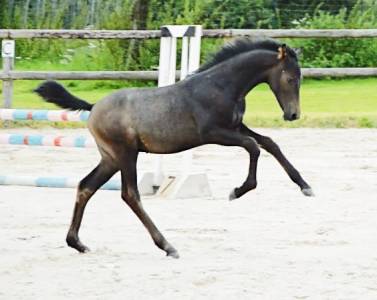 Poulain d’avenir à vendre checkter x centurio 