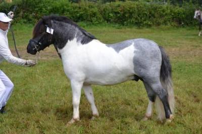 Etalon shetland pp pie blue roan