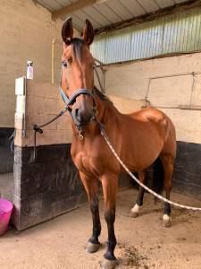 Chevaux Trotteur Francais a vendre Languedoc Roussillon Equirodi France