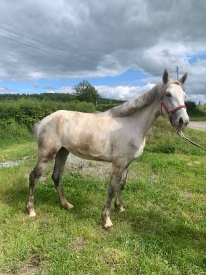 Poney connemara femelle de trois ans