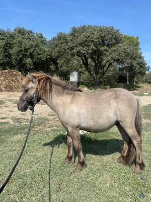 Poney shetland grullo