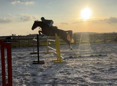 Cavalla cavallo da sella in vendita 2019 sauro ,  scendro