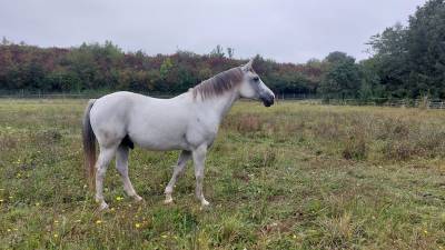 Cheval de selle polonais hongre 12ans gris