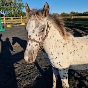 Poney poulain onc mâle 