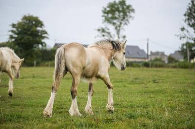 Pouliche irish cob pp isabelle. top caractère !