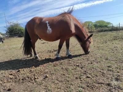 Poney type shetland 