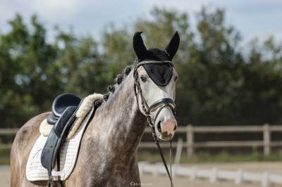 Jument - dressage - polyvalente - 3 ans 