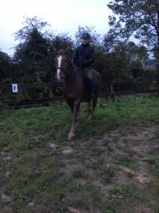 Top cheval cob normand 