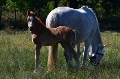 Foal male connemara