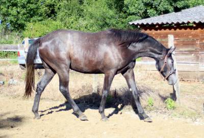 Hongre 3 ans zangersheide