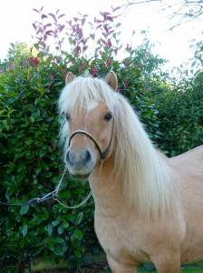 Ninja des pticlos, poney shetland pp 18 mois