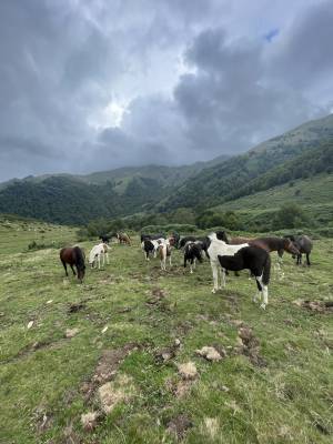 Poulains pottok 