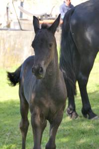 Poulain arabo frison 