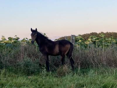 Foal pfs par dragibus du rouget