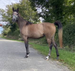 Lady des loges, pouliche de 3 ans, 92.94% de sang arabe