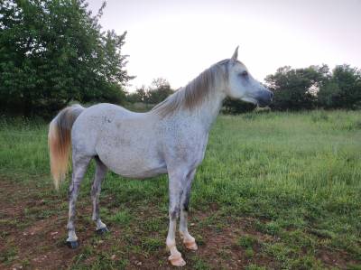 Cheval arabe pur égyptien 