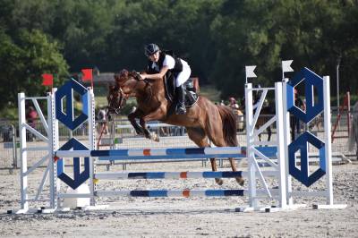 Castrone welsh poney (sezione c) in vendita 2013 sauro brulé