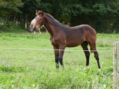 Opéra de l'arda, poulain sf issu étalon performer 160