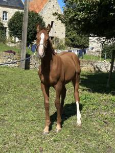 Joli foal par casollo z x rock'n roll semilly