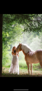 Poney haflinger 