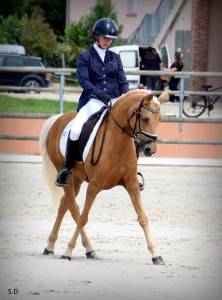 Magnifique ponette de dressage