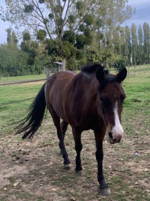 Merrie franse rijpony pfs te koop 2005 donker bruin / bai ,  leam finnigan