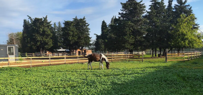 Pension de propriétaires. paddock paradise sur lapalud 