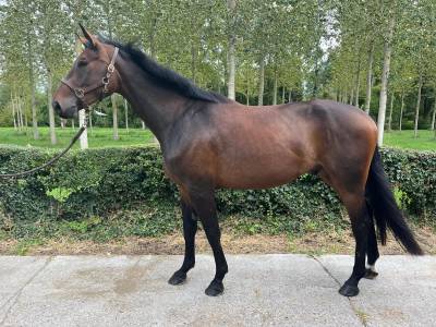 Hongre sf 3 ans boy x diamant dé semilly 