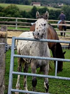 Poulain appaloosa