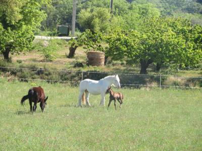 Ferme equestre des neyrons