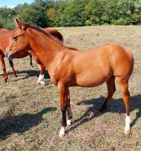 Pouliche quarter horse 