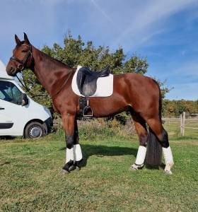 Cheval de sport allemand 